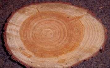 Creare un ciondolo in legno 1565 0 Creare un ciondolo in legno